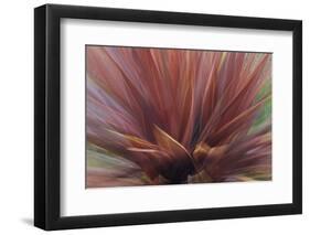 Abstract of Red Flax Plant, Portland, Oregon, USA-Jaynes Gallery-Framed Photographic Print