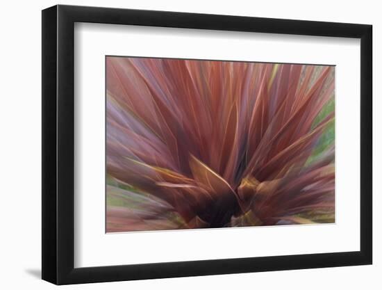 Abstract of Red Flax Plant, Portland, Oregon, USA-Jaynes Gallery-Framed Photographic Print