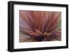 Abstract of Red Flax Plant, Portland, Oregon, USA-Jaynes Gallery-Framed Photographic Print