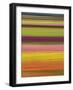 Abstract of rows of tulips at farm.-Merrill Images-Framed Photographic Print