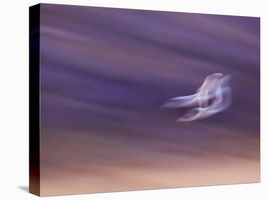 Abstract of Two Snow Geese in Flight, Bosque Del Apache National Wildlife Reserve, New Mexico, USA-Ellen Anon-Stretched Canvas