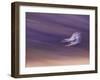 Abstract of Two Snow Geese in Flight, Bosque Del Apache National Wildlife Reserve, New Mexico, USA-Ellen Anon-Framed Photographic Print