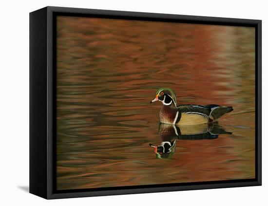 Abstract of Wood Duck Drake Swimming in Autumn Color Reflections, Chagrin Reservation, Cleveland-Arthur Morris-Framed Stretched Canvas