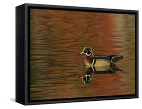 Abstract of Wood Duck Drake Swimming in Autumn Color Reflections, Chagrin Reservation, Cleveland-Arthur Morris-Framed Stretched Canvas