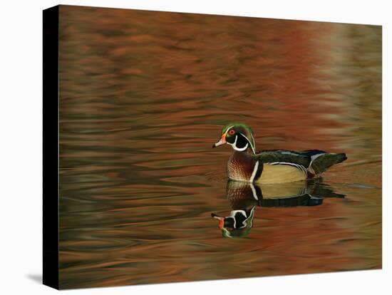Abstract of Wood Duck Drake Swimming in Autumn Color Reflections, Chagrin Reservation, Cleveland-Arthur Morris-Stretched Canvas
