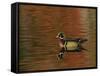 Abstract of Wood Duck Drake Swimming in Autumn Color Reflections, Chagrin Reservation, Cleveland-Arthur Morris-Framed Stretched Canvas