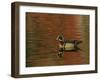 Abstract of Wood Duck Drake Swimming in Autumn Color Reflections, Chagrin Reservation, Cleveland-Arthur Morris-Framed Photographic Print