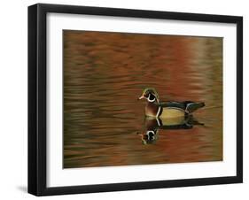 Abstract of Wood Duck Drake Swimming in Autumn Color Reflections, Chagrin Reservation, Cleveland-Arthur Morris-Framed Photographic Print