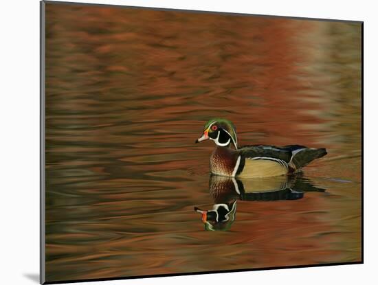 Abstract of Wood Duck Drake Swimming in Autumn Color Reflections, Chagrin Reservation, Cleveland-Arthur Morris-Mounted Photographic Print