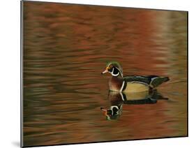 Abstract of Wood Duck Drake Swimming in Autumn Color Reflections, Chagrin Reservation, Cleveland-Arthur Morris-Mounted Photographic Print