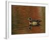 Abstract of Wood Duck Drake Swimming in Autumn Color Reflections, Chagrin Reservation, Cleveland-Arthur Morris-Framed Photographic Print