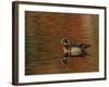 Abstract of Wood Duck Drake Swimming in Autumn Color Reflections, Chagrin Reservation, Cleveland-Arthur Morris-Framed Photographic Print