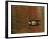 Abstract of Wood Duck Drake Swimming in Autumn Color Reflections, Chagrin Reservation, Cleveland-Arthur Morris-Framed Photographic Print