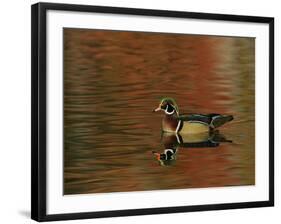 Abstract of Wood Duck Drake Swimming in Autumn Color Reflections, Chagrin Reservation, Cleveland-Arthur Morris-Framed Photographic Print