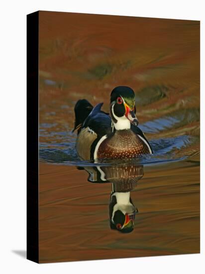 Abstract of Wood Duck Drake Swimming in Autumn Color Reflections, Chagrin Reservation, Cleveland-Arthur Morris-Stretched Canvas