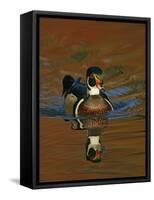 Abstract of Wood Duck Drake Swimming in Autumn Color Reflections, Chagrin Reservation, Cleveland-Arthur Morris-Framed Stretched Canvas