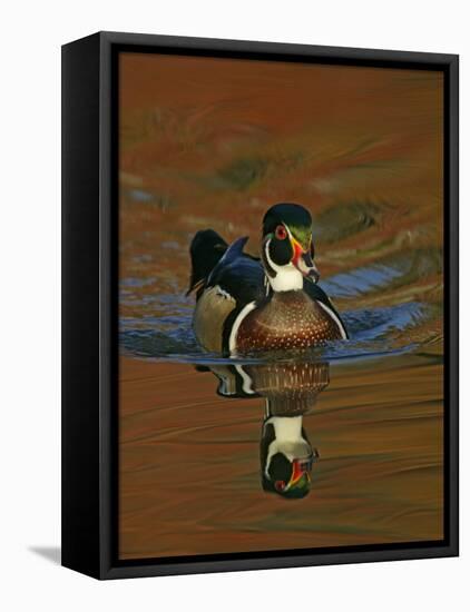 Abstract of Wood Duck Drake Swimming in Autumn Color Reflections, Chagrin Reservation, Cleveland-Arthur Morris-Framed Stretched Canvas