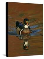 Abstract of Wood Duck Drake Swimming in Autumn Color Reflections, Chagrin Reservation, Cleveland-Arthur Morris-Stretched Canvas