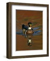 Abstract of Wood Duck Drake Swimming in Autumn Color Reflections, Chagrin Reservation, Cleveland-Arthur Morris-Framed Photographic Print