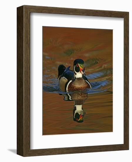 Abstract of Wood Duck Drake Swimming in Autumn Color Reflections, Chagrin Reservation, Cleveland-Arthur Morris-Framed Photographic Print