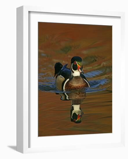 Abstract of Wood Duck Drake Swimming in Autumn Color Reflections, Chagrin Reservation, Cleveland-Arthur Morris-Framed Photographic Print