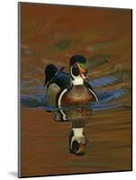Abstract of Wood Duck Drake Swimming in Autumn Color Reflections, Chagrin Reservation, Cleveland-Arthur Morris-Mounted Photographic Print