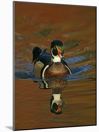 Abstract of Wood Duck Drake Swimming in Autumn Color Reflections, Chagrin Reservation, Cleveland-Arthur Morris-Mounted Photographic Print