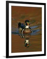 Abstract of Wood Duck Drake Swimming in Autumn Color Reflections, Chagrin Reservation, Cleveland-Arthur Morris-Framed Photographic Print