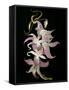 Abstract Orchid Artwork-Ellen Anon-Framed Stretched Canvas