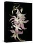 Abstract Orchid Artwork-Ellen Anon-Stretched Canvas