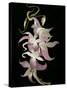 Abstract Orchid Artwork-Ellen Anon-Stretched Canvas