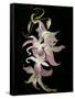 Abstract Orchid Artwork-Ellen Anon-Framed Stretched Canvas