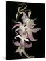 Abstract Orchid Artwork-Ellen Anon-Stretched Canvas