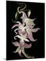 Abstract Orchid Artwork-Ellen Anon-Mounted Photographic Print