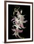 Abstract Orchid Artwork-Ellen Anon-Framed Photographic Print