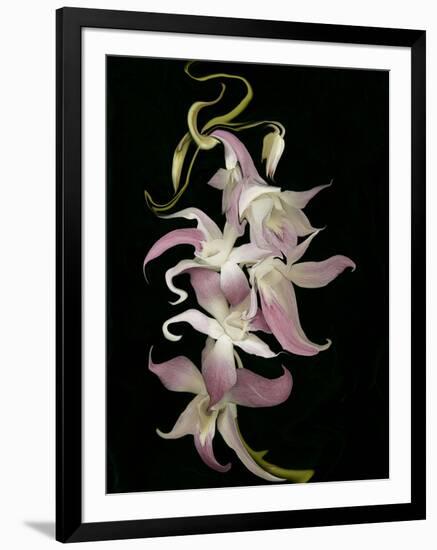 Abstract Orchid Artwork-Ellen Anon-Framed Photographic Print