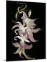 Abstract Orchid Artwork-Ellen Anon-Mounted Photographic Print