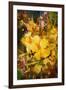 Abstract Painting of Vibrant Yellow Flowers,Illustration-Tithi Luadthong-Framed Art Print