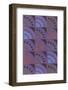 Abstract Pattern-Found Image Holdings Inc-Framed Photographic Print