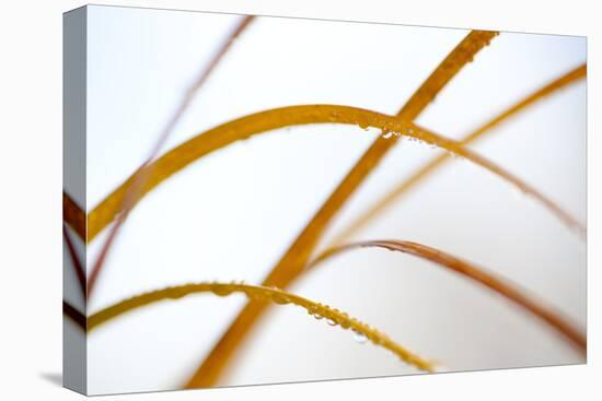 Abstract Patterns in Phragmites Reedbed. Scotland, November-Peter Cairns-Stretched Canvas