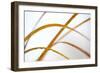 Abstract Patterns in Phragmites Reedbed. Scotland, November-Peter Cairns-Framed Photographic Print