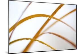 Abstract Patterns in Phragmites Reedbed. Scotland, November-Peter Cairns-Mounted Photographic Print