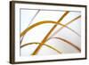 Abstract Patterns in Phragmites Reedbed. Scotland, November-Peter Cairns-Framed Photographic Print