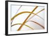 Abstract Patterns in Phragmites Reedbed. Scotland, November-Peter Cairns-Framed Photographic Print