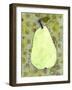 Abstract Pear With Swirls-Blenda Tyvoll-Framed Art Print