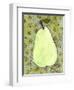 Abstract Pear With Swirls-Blenda Tyvoll-Framed Art Print