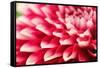Abstract Photo of Pink Dahlia Flower-smarnad-Framed Stretched Canvas