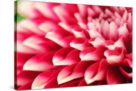 Abstract Photo of Pink Dahlia Flower-smarnad-Stretched Canvas