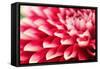 Abstract Photo of Pink Dahlia Flower-smarnad-Framed Stretched Canvas