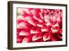 Abstract Photo of Pink Dahlia Flower-smarnad-Framed Photographic Print